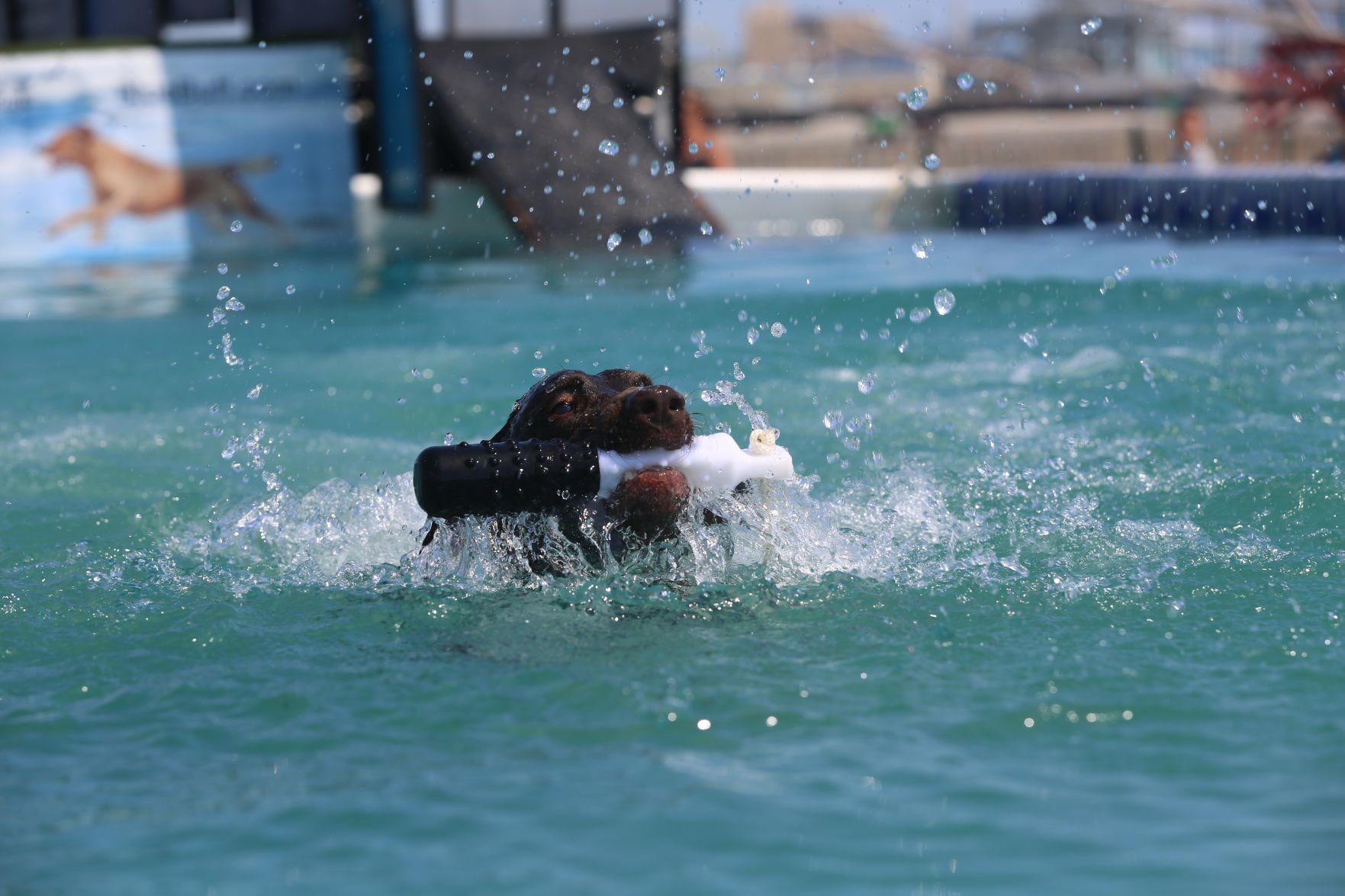 090919_gal_dockdogsWW (77)